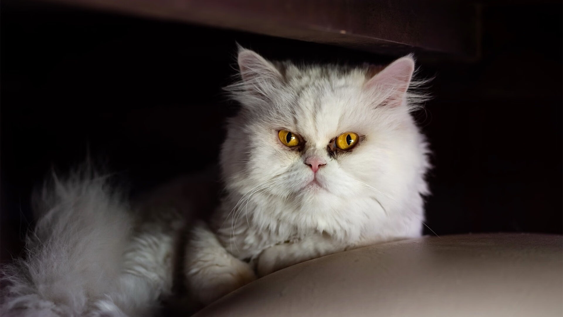 大型国际赛场馆升级，设备更先进，国际赛事中比赛场地的尺寸大小是多少