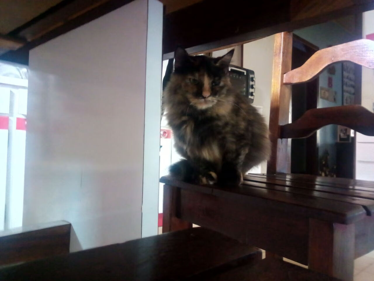 开云体育官方网入口-哥伦比亚马术协会建立马匹基因数据库，促进马匹选育与训练。，哥伦比亚 马孔多